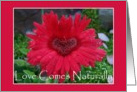 Love Comes Naturally card