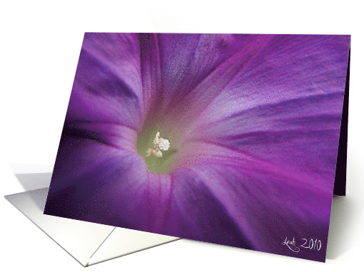 Morning Glory card (592785)