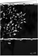Shadow Dance card