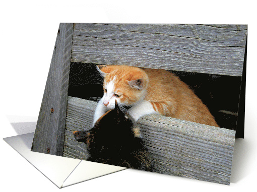 Birthday - Playful Kittens card (572773)