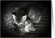 Sleeping Kittens card