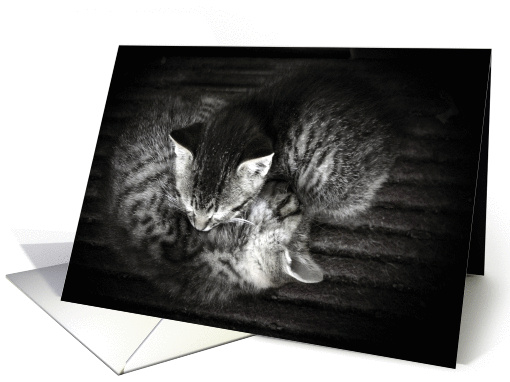 Valentine's Day - Sleeping Kittens card (653292)
