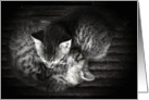 Valentine’s Day - Sleeping Kittens card