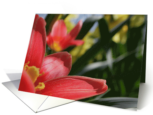 Mother's Day Flowers for Mom card (653297)