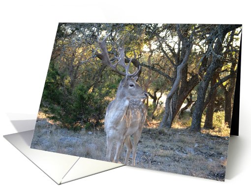 Happy Birthday, Deer card (653932)