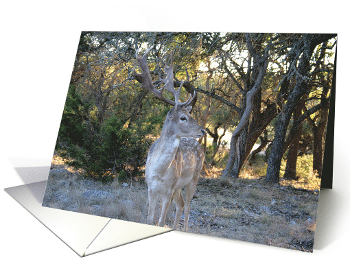 Axis Deer - Blank note card (653933)