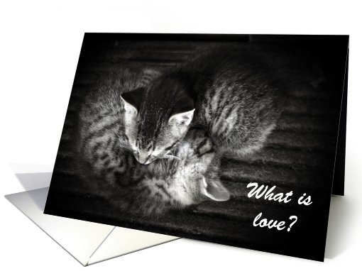 Wedding Anniversary, What is Love? Two cuddled kittens card (655912)