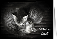 Wedding Anniversary, What is Love? Two cuddled kittens card