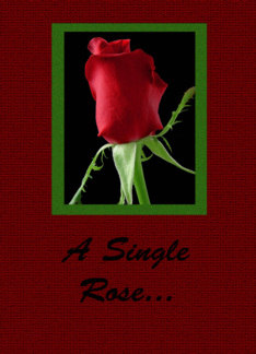 A Single Rose -...