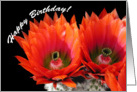 Happy Birthday, Cactus Flowers card