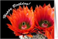 Happy Birthday - Cactus Humor card