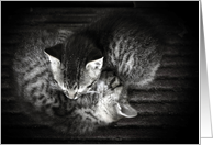 Sleeping Kittens - Anniversary card