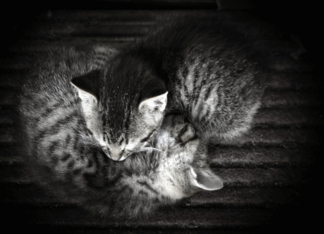 Sleeping Kittens -...
