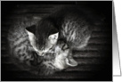 Sleeping Kittens - Anniversary card