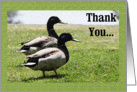 Thank You - Mallard Ducks card