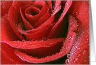 Red Rose card