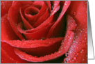 Red Rose card