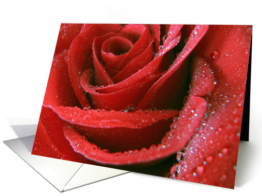 Red Rose Birthday Greeting card (586143)