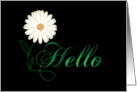 Hello - White Daisy card