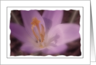 Nature - Flower card