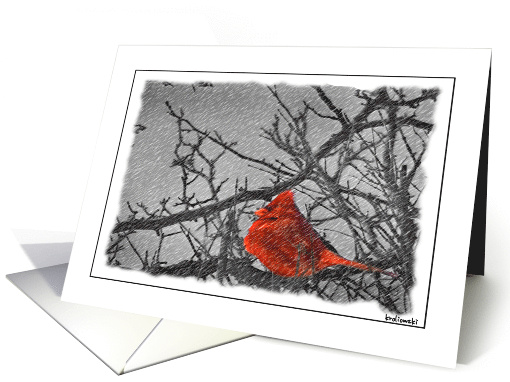 Nature -  Cardinal card (593661)