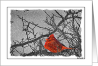 Nature - Cardinal card