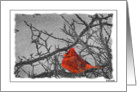 Nature - Cardinal card