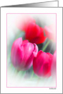 Blank Card Pink Red Tulips card