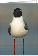 Laughing Gull - Here’s Looking at You card