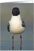 Laughing Gull - Here...