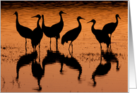 Sandhill Cranes Sunset Silhouettes - Party Invitation card