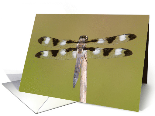Twelve-spotted Skimmer Dragonfly (I) - Blank Note card (593534)