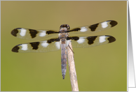 Twelve-spotted Skimmer Dragonfly (I) - Blank Note Card
