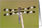 Twelve-spotted Skimmer Dragonfly (I) - Blank Note Card