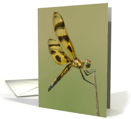 Halloween Pennant Dragonfly - Blank Note card (593547)