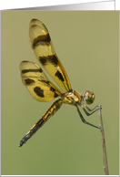 Halloween Pennant...