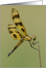 Halloween Pennant Dragonfly - Blank Note Card