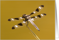 Twelve-spotted Skimmer Dragonfly (II) - Blank Note Card
