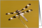 Twelve-spotted Skimmer Dragonfly (II) - Blank Note Card