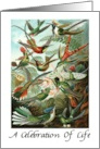 A Celebration Of Life Hummingbirds Funeral Service card