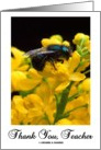 Thank You Teacher (Bee On A Barberry Flower) card