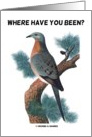 Where Have You Been? (Passenger Pigeon Extinct Humor) card