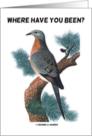 Where Have You Been? (Passenger Pigeon Extinct Humor) card