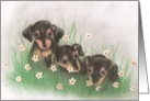 Minpin Puppies card