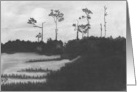 EVERGLADES-SWAMP-WOODS-BLACK/WHITE-CHARCOAL card