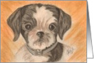 Dog, Black, brown & white Shih Tzu, note card (In Memory of Petie) card