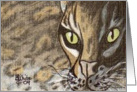 Wild cat,nature,animals,pets,blank note card