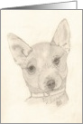 Australian Cattle Dog, note card