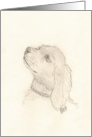 Cocker Spaniel pup, note card