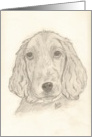 Irish Setter pup, note card